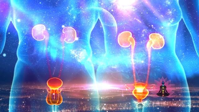 МОЧЕПОЛОВАЯ СИСТЕМА