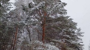 Я на потом не строю планы. Сана (vipmuz. net )