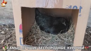 Цыплята и Курочки селяночки лучшие беспородные несушки 🥚 (376)