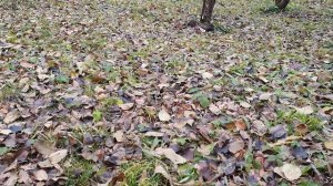 Хрукты-яблики...