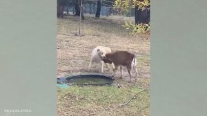 Смешные животные. Часть 55