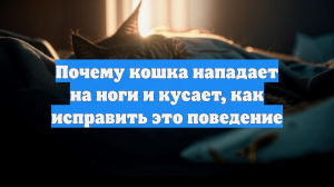 Почему кошка нападает на ноги и кусает, как исправить это поведение