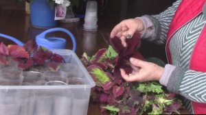 Черенкую последние колеусы.