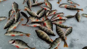 ОДНА ЛУНКА СДЕЛАЛА РЫБАЛКУ! ЗИМНЯЯ РЫБАЛКА НА ОКУНЯ. ПЕРВЫЙ ЛЁД.