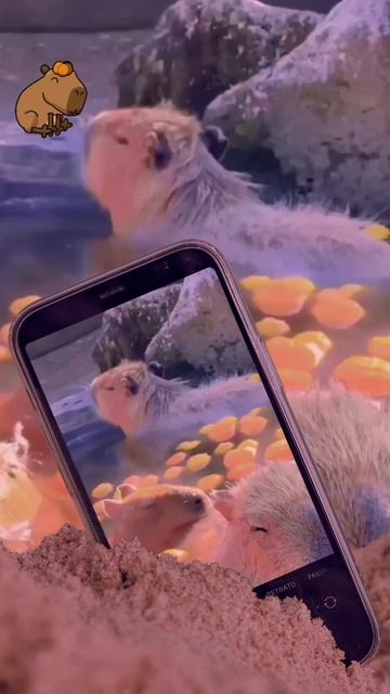 Капибара, приятного отдыха! #нейросеть смотреть онлайн