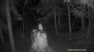 Ночная охота!