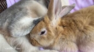 Кролик познакомил маленького кролика с маленьким котом - 2025 год