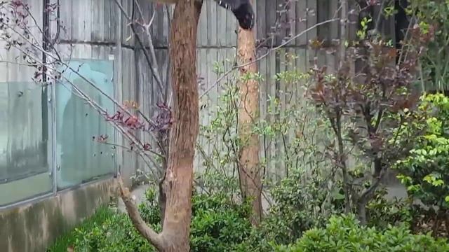 Научно-исследовательская база панд в Чэнду, Китай