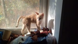 Демурзель карамель 🥰