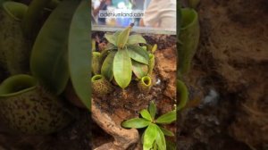 Растения-хищники на выставке FLOII в Джакарте, Индонезия. Октябрь 2025