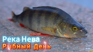 РЕКА НЕВА РЫБНЫЙ ДЕНЬ КЛЁВ ОКУНЯ НОЯБРЬ КАЖДЫЙ ЗАБРОС ПОЛОСАТЫЙ РЫБАЛКА ЗА ГОРОДОМ НА ОТВОДНОЙ
