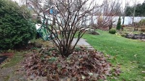 На даче. 10 ноября. Ленинградская область.