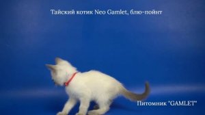 Тайский котик Neo Gamlet, 1,5 месяца, блю-пойнт - ищет хозяев!
