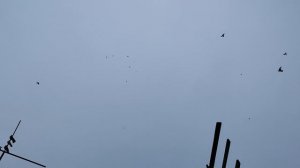 9.11.2025г Гон Птицы после Ярмарки!!!