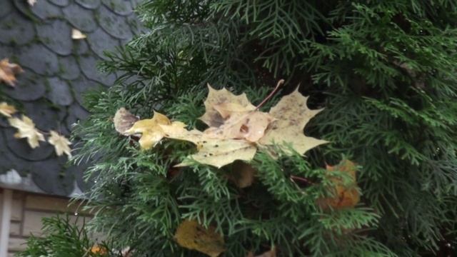 БардАкадемия осень 2025 клип1 Осенняя песня