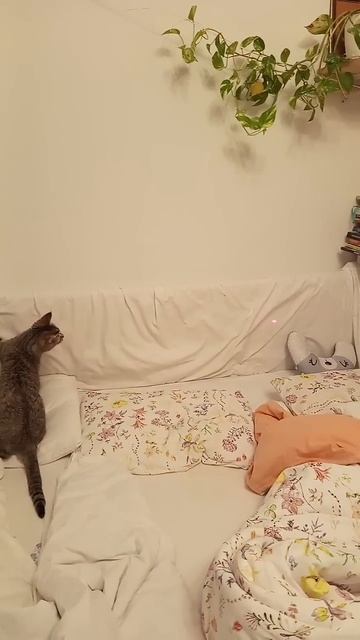 Кошкина зарядка