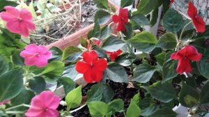 Цветущие растения в квартире на 10.11.25г.