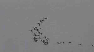 9 ноября. Последняя стая лебедей