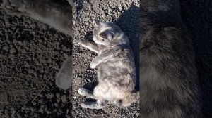 кошка Кнопа катается по земле 😂😂😂