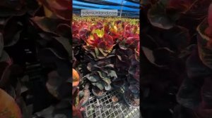 Прогулка по ферме кротонов в Таиланде. Октябрь 2025