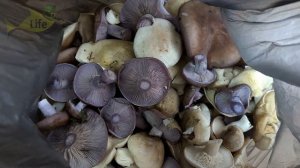 Самые вкусные соленые рядовки и гигрофоры на зиму только по этому рецепту.  Влюбитесь в  этот вкус!