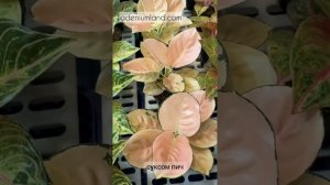 Аглаонемы на выставке FLOII в Джакарте, Индонезия. Октябрь 2025