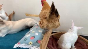 Кролик становится отцом и все животные очень рады - 2025 год