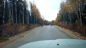 Турист из Рязани снял глухарей в Карелии