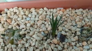 Альбука спиральная Albuca spiralis проснулась