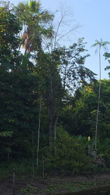 Обезьяны капучино на реке Ориноко, джунгли Венесуэлы