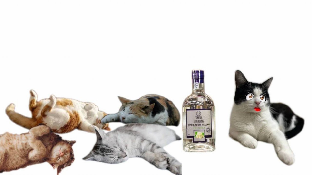 АХАХАХХАХААХ КОШКИ ПЬЮТ