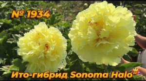 Ито-гибрид "Sonoma Halo"/Сад Ворошиловой