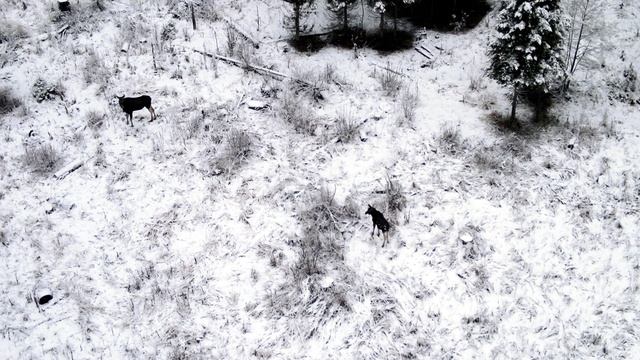 Лоси осени смотреть онлайн