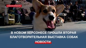 В Новом Херсонесе прошла вторая благотворительная выставка собак