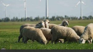 Особый праздник 11 ноября — Аврамий Овчар и Анастасия Овечница: традиции, приметы