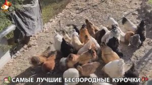 Цыплята и Курочки селяночки лучшие беспородные несушки 🥚 (377)