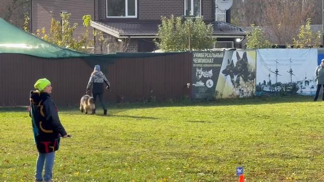 1 Оч/хор Баларис АКСЕЛЬ +0+ №32. ВОРОНЕЖ 26 октября`25 Моно немецких овчарок