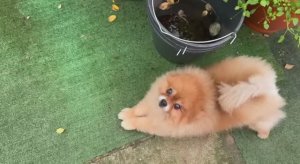 Пасмурно, пока даже хвостики гулять не хотят.