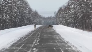 В Якутии на трассе "Колыма" в 16 километрах от Хандыги на дорогу вышли волки