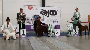 24.08.2025, СПб. Клуб "ФСПС" (РКФ, РФСС). Выставка собак всех пород "СЕНТЯБРЬ ШОУ" (САС, ЧФ)