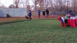 РАБОЧИЙ СУКИ / КЧК ВОРОНЕЖ 26 октября`25 М.Волкова Моно немецких овчарок