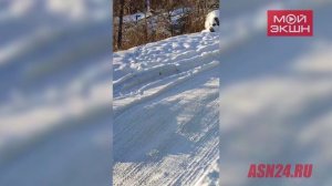 У страха глаза велики: благовещенца напугала огромная «собака» из снега