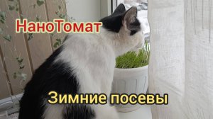 Сею в ноябре/НАНОТОМАТ🍅.09.11.25г