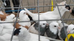 9.11.2025 Обзор Голубей на Тульской Ярмарке!!!