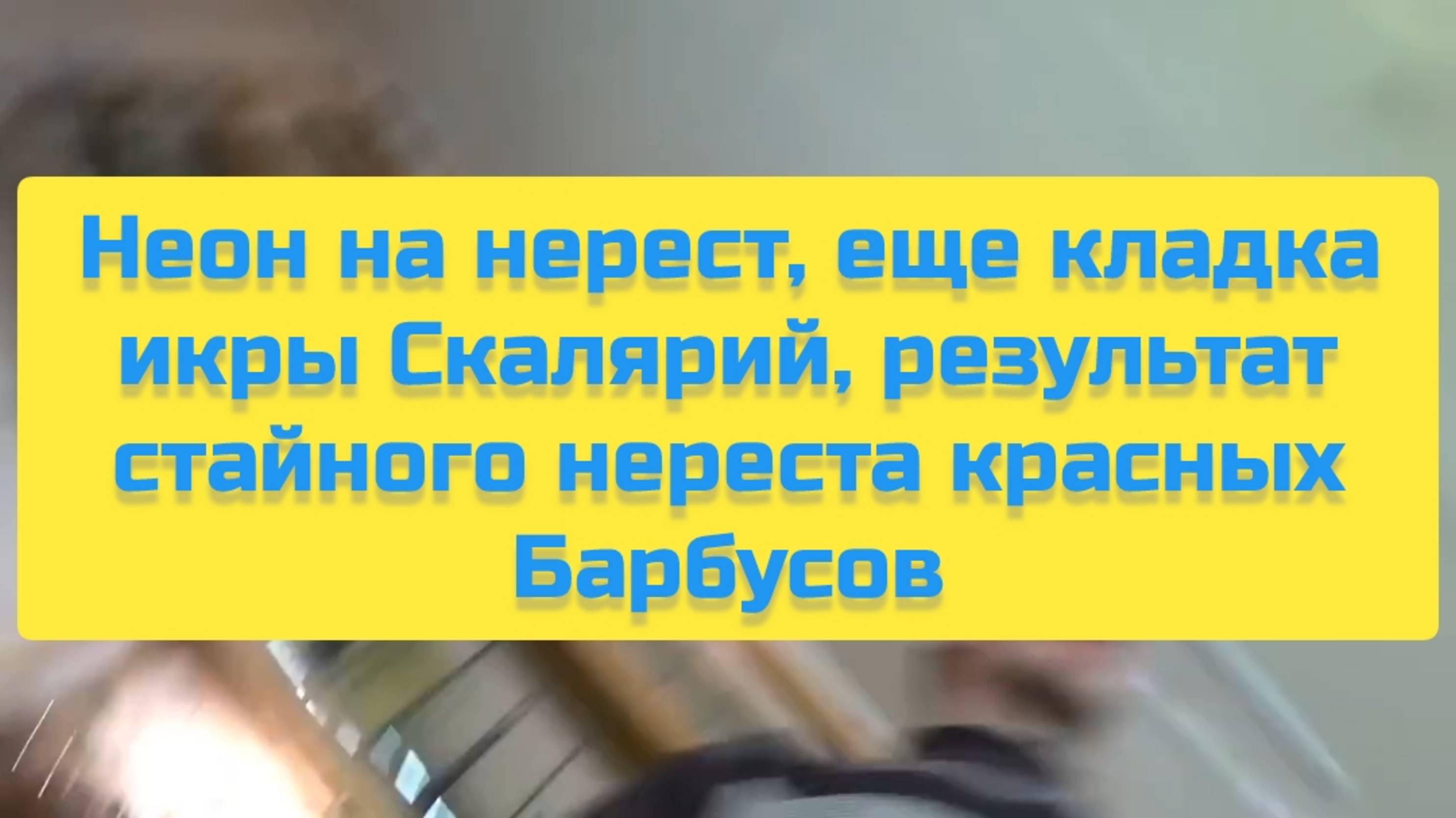 НЕОН НА НЕРЕСТ, ЕЩЁ КЛАДКА ИКРЫ СКАЛЯРИЙ, РЕЗУЛЬТАТ СТАЙНОГО НЕРЕСТА КРАСНЫХ БАРБУСОВ смотреть онлайн