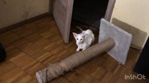 Ночной кошмар…