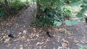 Санкт-Петербург. Белки. Парк на Елагином острове манит к себе природной красотой