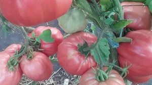 ТЕ САМЫЕ, СТАРИННЫЕ СЕМЕЙНЫЕ СОРТА ТОМАТОВ!