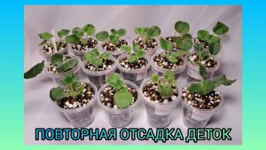 Повторная отсадка деток фиалок.