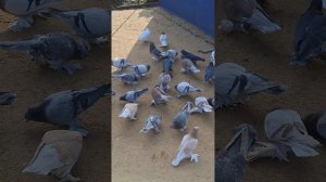 ленинаканцы на племя .2026.